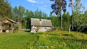 Покос травы Husqvarna 545RX?