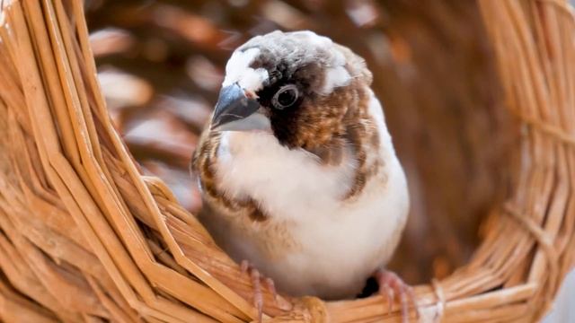 Пение птиц, фортепиано, звуки природы спать расслабиться наука асмр смотреть онлайн