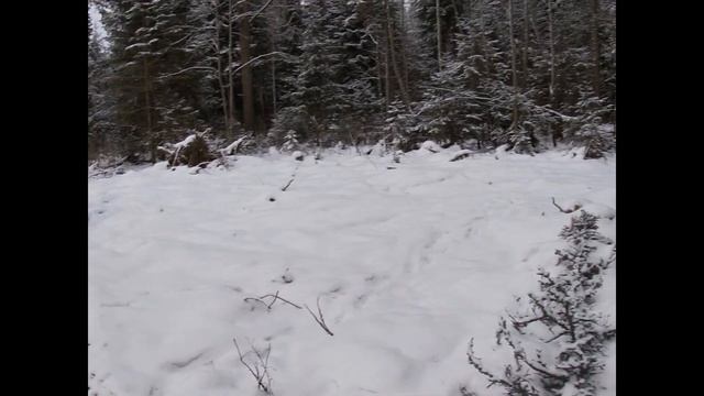 Охота.Охота на лося загоном.В загоне три лося.