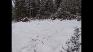 Охота.Охота на лося загоном.В загоне три лося.