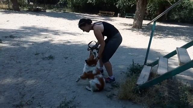 Как научить собаку преодолевать снаряд «лестница». Видео урок. смотреть онлайн