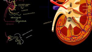 Строение почки и нефрона