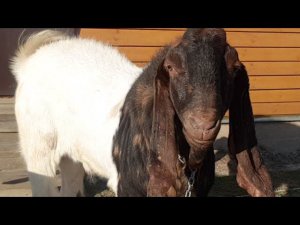 Козы Камори (Патэри) в Московской области Pateri goats farm