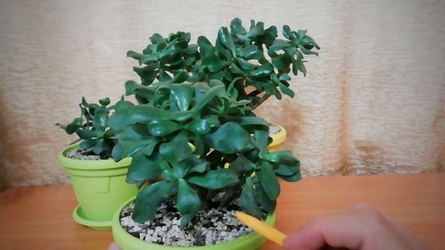 Крассула Овата Ундулата. Crassula Ovata Undulata. Денежные Деревья. Суккуленты. Комнатные растения.