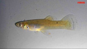 Рыбка Гамбузия. Малярия и содержание в аквариуме Gambusia