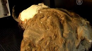 В Москве показывают останки мамонтёнка Юки