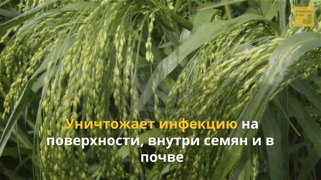 Протравитель Венцедор 🌱, описание препарата 🌱 смотреть онлайн