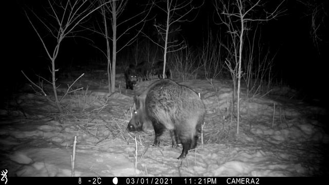 Секач или самка? Как отличить и не ошибиться. смотреть онлайн