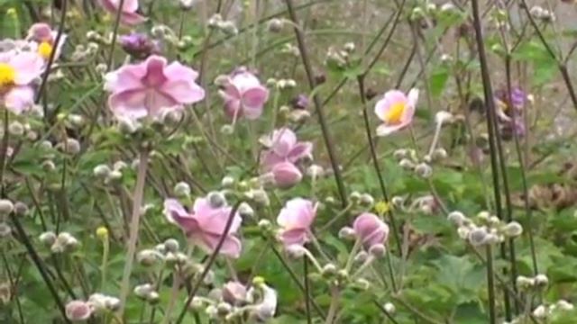 Grape Leaf Anemone - how to care for your plant from gardeningclub.com смотреть онлайн