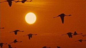 УЛЕТАЮТ МОИ ЖУРАВЛИ.