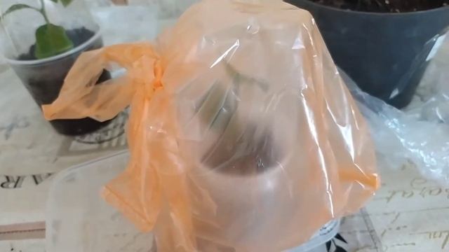 Лимон Майера сбросил листья/ Всходы семян лимона/Лимон Кумкват почти созрел. смотреть онлайн