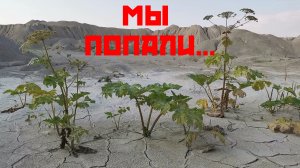 За 1 минуту о проблеме борщевика: в чём дело, собственно?..
