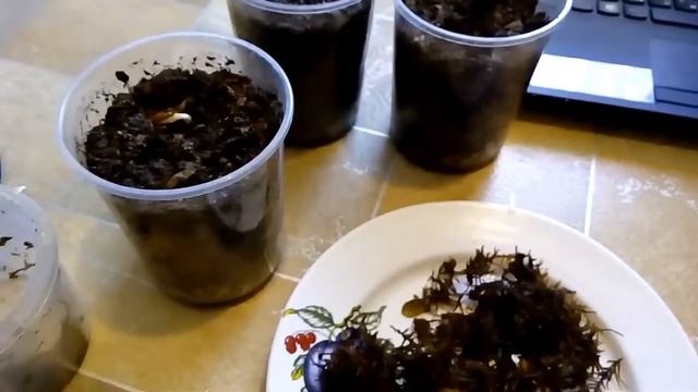 Садим на рассаду замоченные семена  ( во мхе) Момордика Харантия