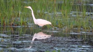 Цапля на болоте
