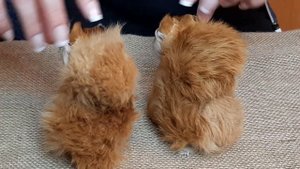 Меховая игрушка Белка