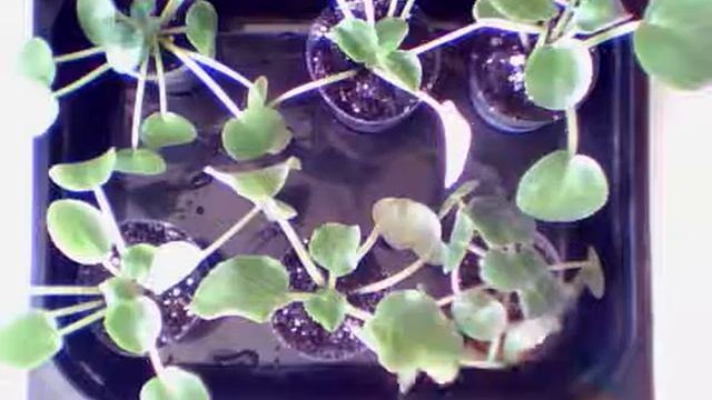 Уход за фиалками нон стоп 2 смотреть онлайн