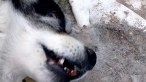 Пёс Бим ждёт во дворе