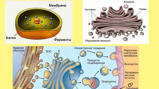 Объект лизосома центриоль процесс внутриклеточное пищеварение. Органоиды клетки аппарат Гольджи. Функции ЭПС И аппарата Гольджи. Органоиды клетки ЭПС И аппарат Гольджи. Аппарат Гольджи одномембранный.