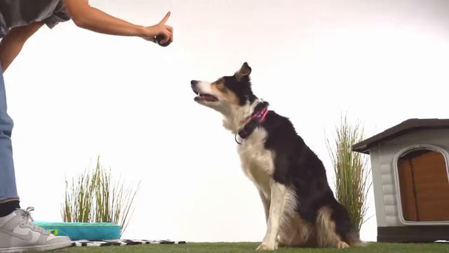 Инновационная игрушка мяч для собак Ferplast CHEWA BOING смотреть онлайн