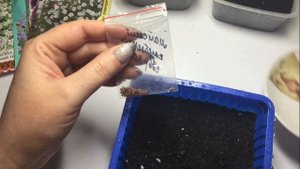 земклубника Студенческая