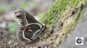 Saturnie cécropia/Cecropia Moth (Hyalophora cecropia)