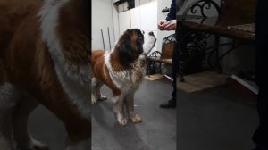 Сенбернар  🙃  ест ягоды