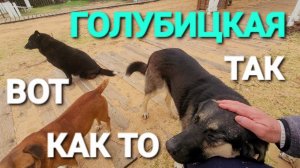 Пляж Кавказ, Голубицкая - Медузы, собаки и тишина на Азовском море! Декабрь 2023 год.