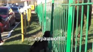 Счас как плюну!!! (Верблюд плюнул на девушку)