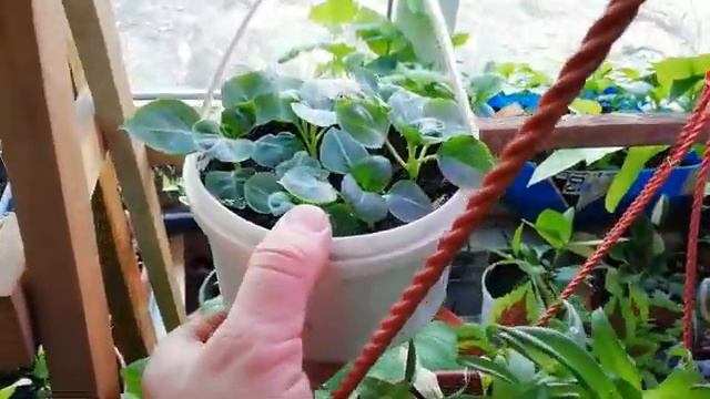 Что рекомендовать для посадки в кашпо в саду на ярком солнце? смотреть онлайн