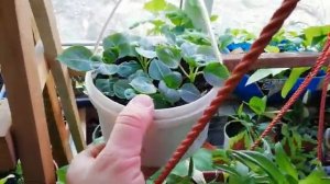 Что рекомендовать для посадки в кашпо в саду на ярком солнце?