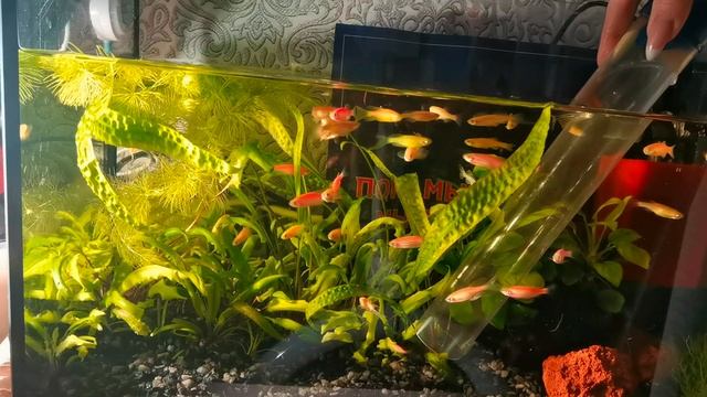 Чистим аквариум с Данио ГЛО смотреть онлайн