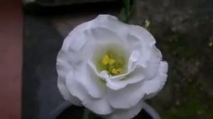 Sri Lanka Lisianthus Flower