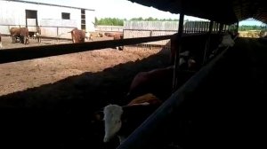 Продажа Герефорд быки на убой, бычки на откорм, телята на доращивание. Продажа КРС породы Герефорд.