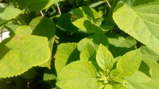 Гортензия. Уход , полив многолетника. смотреть онлайн