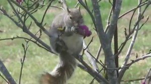 Kungfu Squirrel eating magnolia flowers