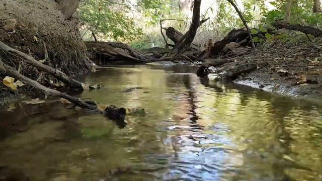 Ласковый Лесной Ручей - Релакс для спокойного сна! смотреть онлайн