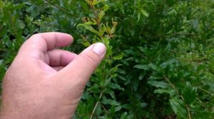 На ка кой год зацветает гранат?Ответ в видео,2022 год.Выращивание граната в Краснодарском крае.