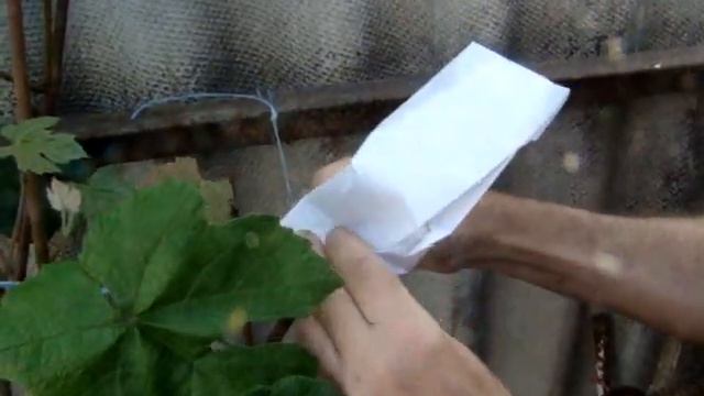 прививка винограда зеленым в зеленое 2019 смотреть онлайн