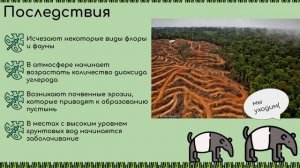 Глобальная проблема исчезновения тропических лесов