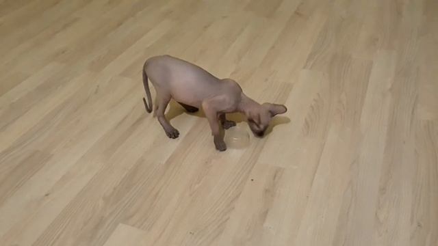 Котенок сфинкс 3 месяца играет смотреть онлайн