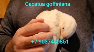 Какаду гоффина (Cacatua goffiniana) ручные птенцы из питомника.