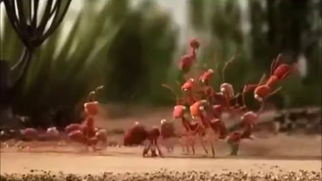 Вот хитрые животные смотреть онлайн