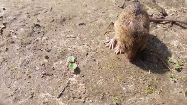 Полевой зверёк.mp4 смотреть онлайн