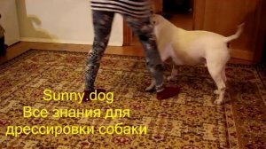 я бультерьер  осбноости дрессировки  и обучения бультерьера