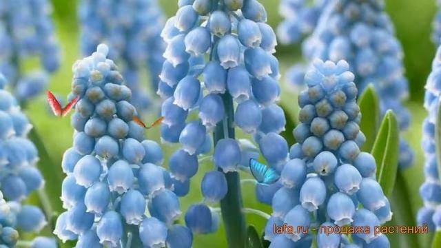 Мускари обыкновенный Купидо (muscari muscari) ? Купидо обзор: как сажать, луковицы мускари Купидо смотреть онлайн