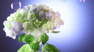 hydrangea, 紫陽花, Relax, 癒し, 花言葉, Sleep, Healing music, meditation