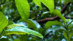 Звуки природы, пение птиц, для релаксации, cна, медитации ,Relax 3 часа