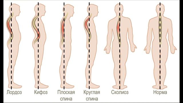 Окружающий мир 3 класс ч.1, тема урока "Опора тела и движения", с.134-137, Школа России. смотреть онлайн