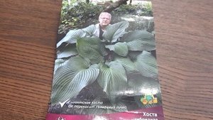 #хоста #гигант / Хоста Ти Рекс ( лат. hosta hybrid T Rex). Кратко о посадке .