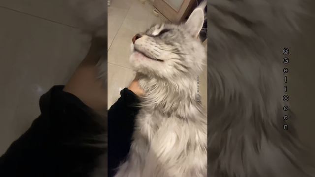 Меховой релакс😻